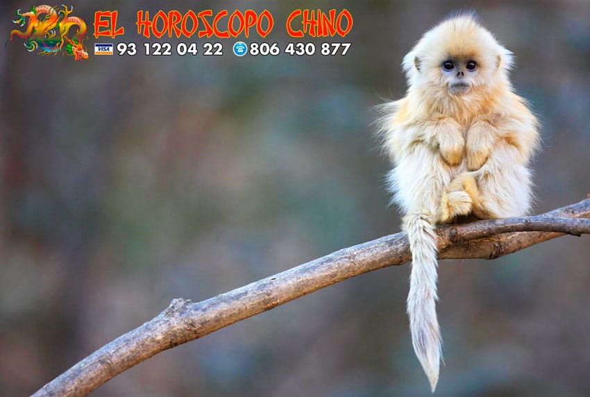 Mono en el horóscopo chino