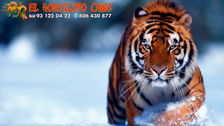 Tigre en el horóscopo chino